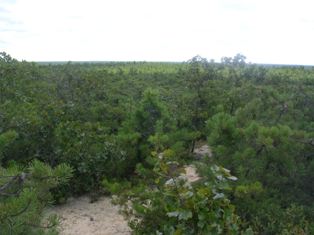 Pygmy Pines.jpg